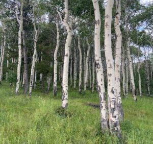 Aspens, Prior Flats